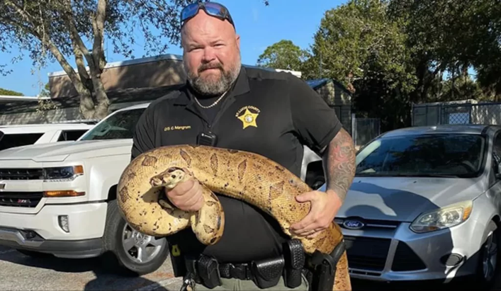 Police Officer Catches 10-Foot-Long, Boa Snake In Florida