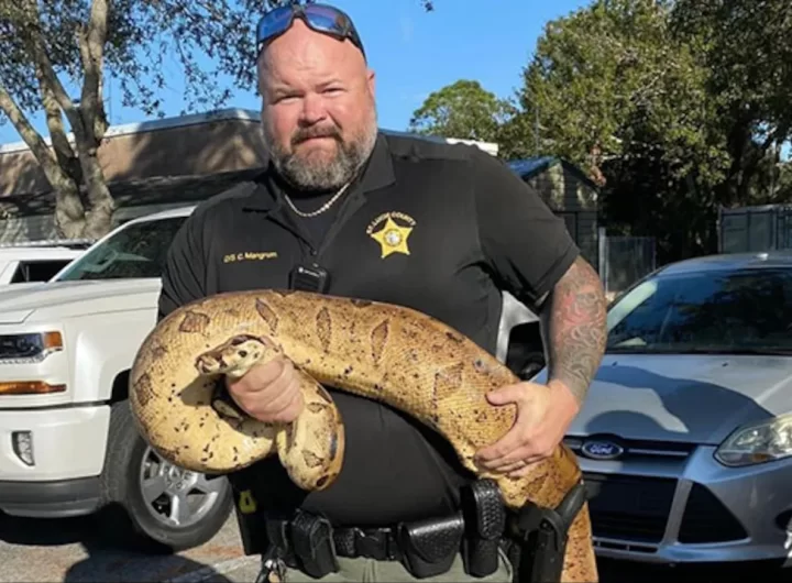 Police Officer Catches 10-Foot-Long, Boa Snake In Florida