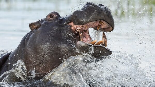 Hippo Swallows 2-Year-Old In Uganda, Then Spits Him Out