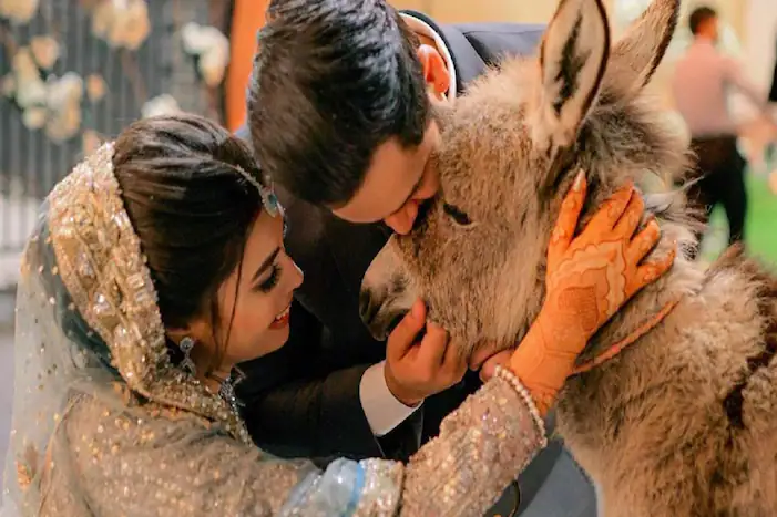 Pakistani groom gifts his bride a donkey, the reason will melt your heart