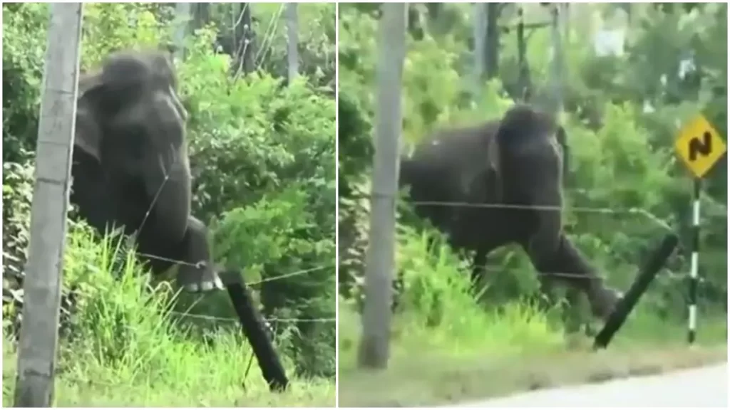 Old Video Shows Elephant Breaking Electric Fence Using Brilliant Technique