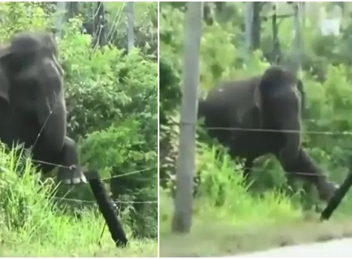 Old Video Shows Elephant Breaking Electric Fence Using Brilliant Technique